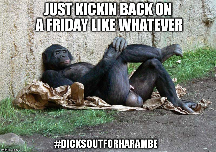 Hangin Out | JUST KICKIN BACK ON A FRIDAY LIKE WHATEVER; #DICKSOUTFORHARAMBE | image tagged in gorilla balls,dank memes,memes,hangin out,dicksoutforharambe | made w/ Imgflip meme maker