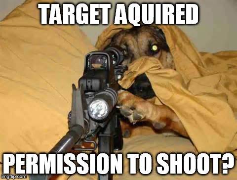 Sniper Dog | TARGET AQUIRED PERMISSION TO SHOOT? | image tagged in sniper dog | made w/ Imgflip meme maker