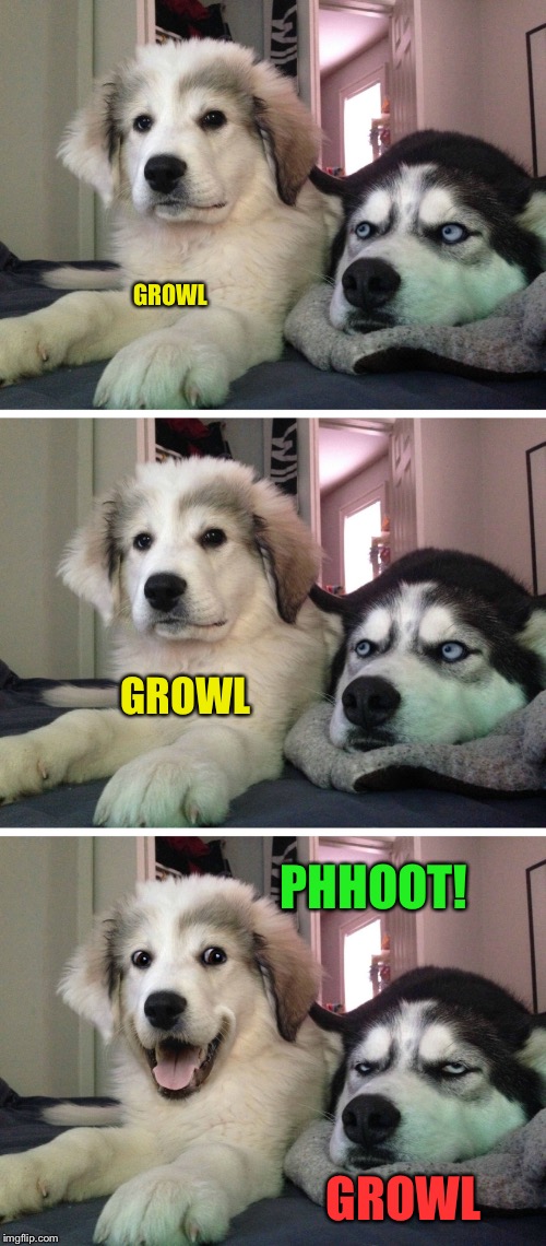 Bad pun dogs | GROWL; GROWL; PHHOOT! GROWL | image tagged in bad pun dogs | made w/ Imgflip meme maker