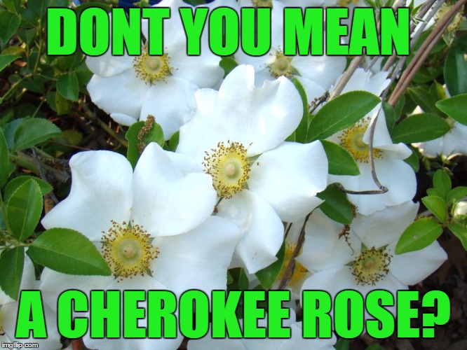 DONT YOU MEAN A CHEROKEE ROSE? | made w/ Imgflip meme maker