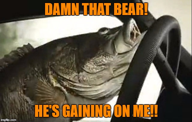 Am I Off The Hook? | DAMN THAT BEAR! HE'S GAINING ON ME!! | image tagged in salmon,fish,bear,memes | made w/ Imgflip meme maker