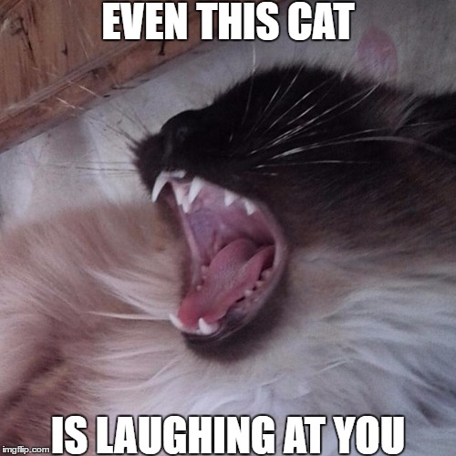  EVEN THIS CAT; IS LAUGHING AT YOU | image tagged in kat | made w/ Imgflip meme maker