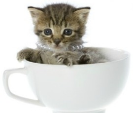 Tea cup cat Blank Meme Template