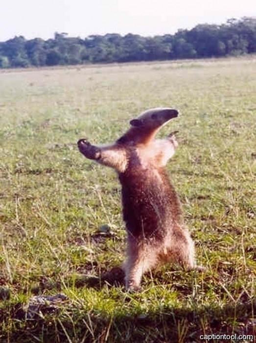 High Quality anteater Blank Meme Template