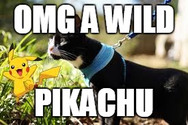 wild pikachu cat | OMG A WILD; PIKACHU | image tagged in pikachu,cat,outdoors,outside,memes | made w/ Imgflip meme maker