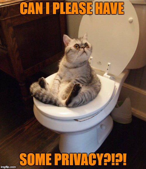 privacy please | CAN I PLEASE HAVE; SOME PRIVACY?!?! | image tagged in cat,funny,funny cat memes,toilet | made w/ Imgflip meme maker