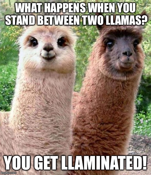 Dad Joke | WHAT HAPPENS WHEN YOU STAND BETWEEN TWO LLAMAS? YOU GET LLAMINATED! | image tagged in happy birthday llama,memes | made w/ Imgflip meme maker