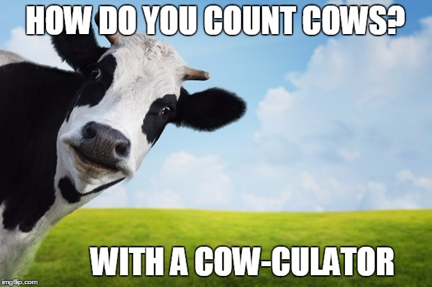 Counting Cows | HOW DO YOU COUNT COWS? WITH A COW-CULATOR | image tagged in cows,punny | made w/ Imgflip meme maker