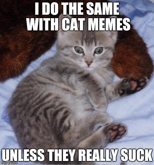 Cute_Thomas_Kitten | I DO THE SAME WITH CAT MEMES UNLESS THEY REALLY SUCK | image tagged in cute_thomas_kitten | made w/ Imgflip meme maker