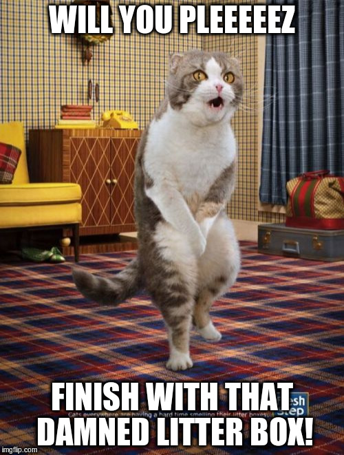 Gotta Go Cat Meme | WILL YOU PLEEEEEZ; FINISH WITH THAT DAMNED LITTER BOX! | image tagged in memes,gotta go cat | made w/ Imgflip meme maker