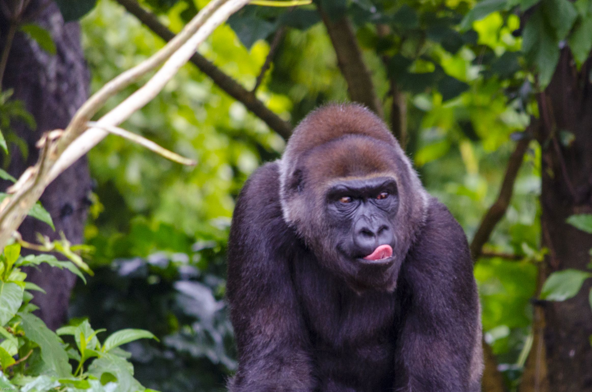 Фото gorilla персик