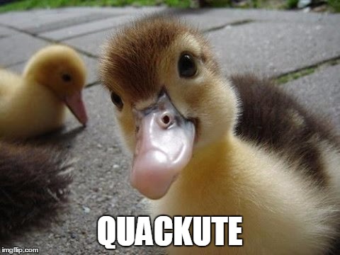 QUACKUTE | made w/ Imgflip meme maker