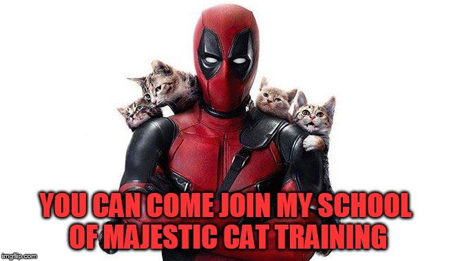 Deadpool With Kittens | YOU CAN COME JOIN MY SCHOOL OF MAJESTIC CAT TRAINING | image tagged in deadpool with kittens | made w/ Imgflip meme maker