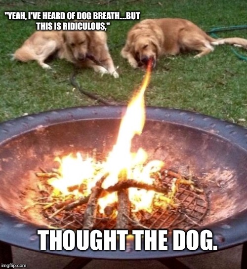 Yay! Story Time!  | "YEAH, I'VE HEARD OF DOG BREATH....BUT THIS IS RIDICULOUS,"; THOUGHT THE DOG. | image tagged in memes,dogs,funny,animals | made w/ Imgflip meme maker