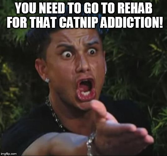 Pauly | YOU NEED TO GO TO REHAB FOR THAT CATNIP ADDICTION! | image tagged in pauly | made w/ Imgflip meme maker