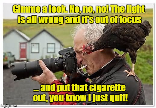 Henpecked | Gimme a look. No, no, no! The light is all wrong and it's out of focus; ... and put that cigarette out, you know I just quit! | image tagged in chicken,memes | made w/ Imgflip meme maker