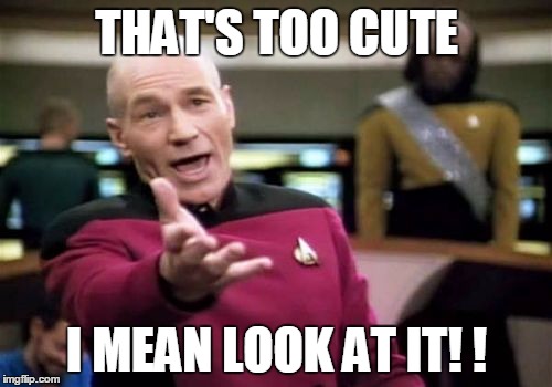 Picard Wtf Meme | THAT'S TOO CUTE I MEAN LOOK AT IT! ! | image tagged in memes,picard wtf | made w/ Imgflip meme maker