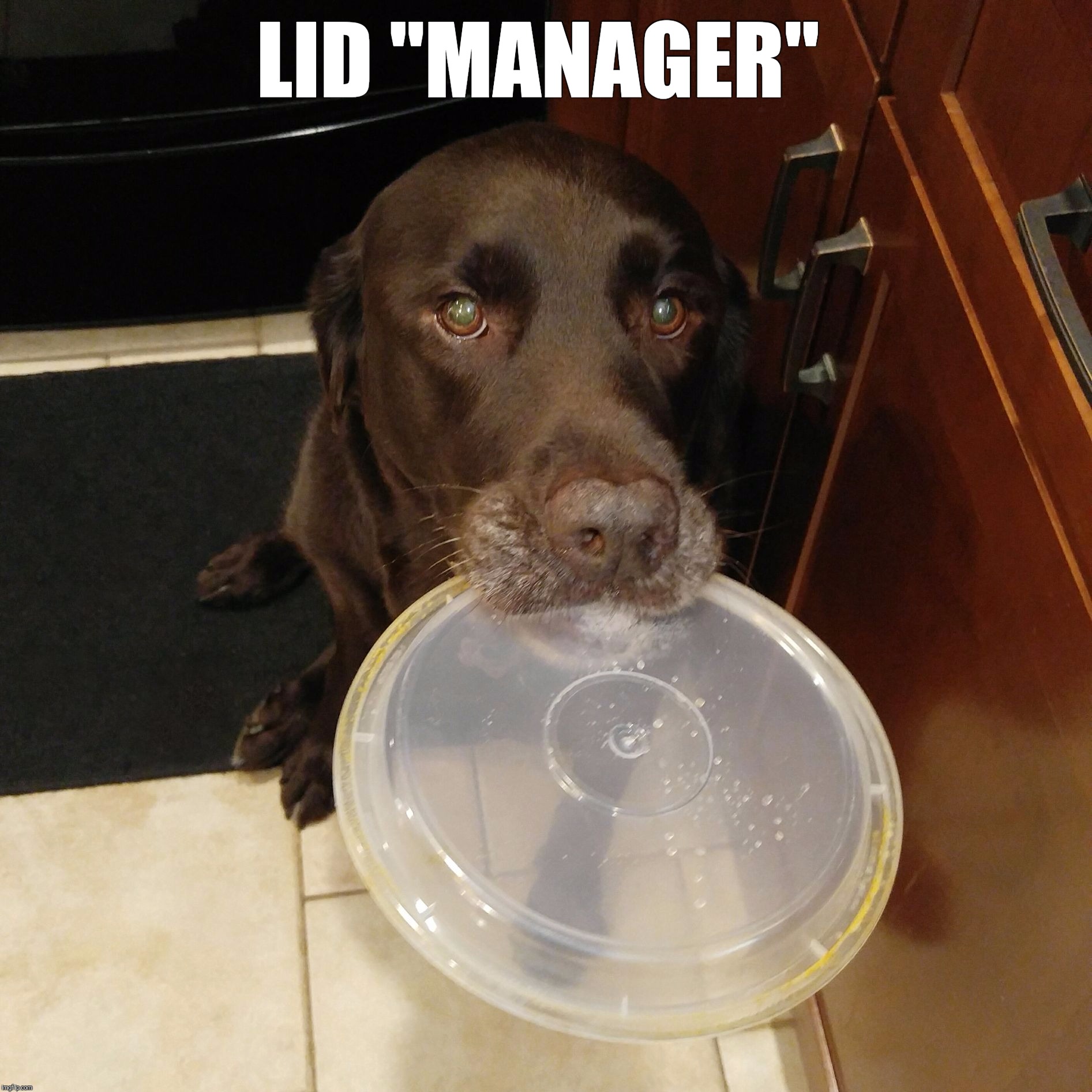 Lid Manager | LID "MANAGER" | image tagged in chuckie the chocolate lab,manager,lids,funny,dog memes,labrador | made w/ Imgflip meme maker