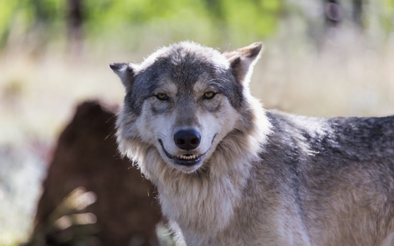 High Quality Wolf Smiling Blank Meme Template