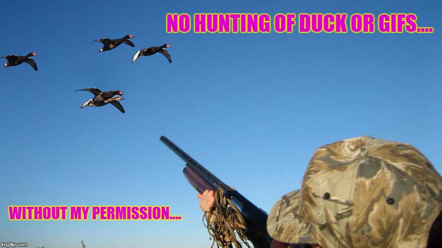NO HUNTING OF DUCK OR GIFS.... WITHOUT MY PERMISSION.... | made w/ Imgflip meme maker