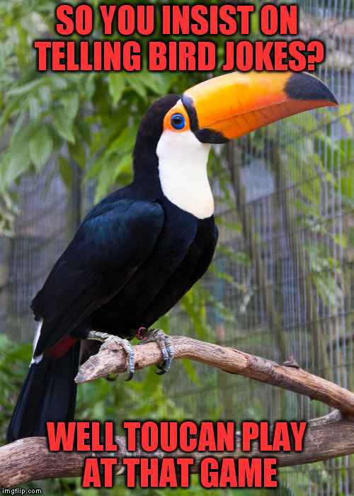 toucan | SO YOU INSIST ON TELLING BIRD JOKES? WELL TOUCAN PLAY AT THAT GAME | image tagged in toucan | made w/ Imgflip meme maker