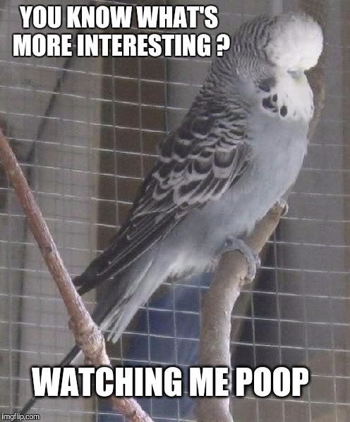 YOU KNOW WHAT'S MORE INTERESTING ? WATCHING ME POOP | image tagged in chilling bird | made w/ Imgflip meme maker