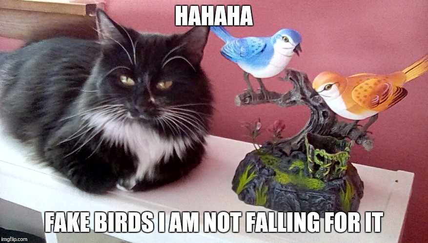 Kitten | HAHAHA; FAKE BIRDS I AM NOT FALLING FOR IT | image tagged in animal gaming x cat,kitten,cats | made w/ Imgflip meme maker