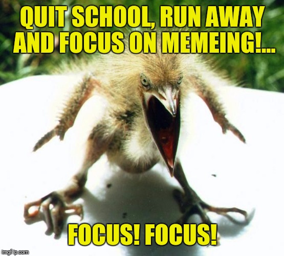 Angry bird | QUIT SCHOOL, RUN AWAY AND FOCUS ON MEMEING!... FOCUS! FOCUS! | image tagged in angry bird | made w/ Imgflip meme maker