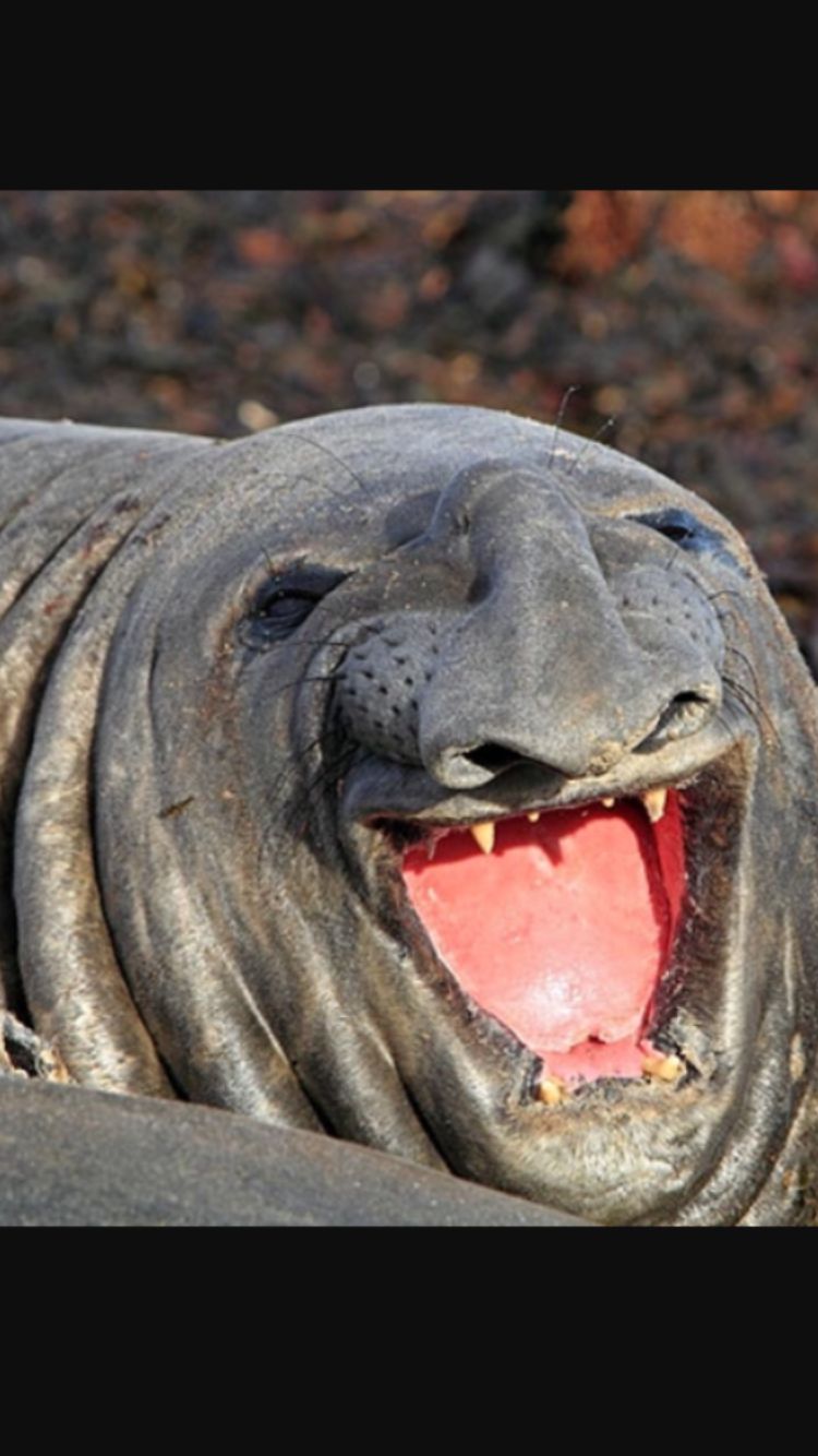 Top 30 animals that will make you smile Blank Meme Template