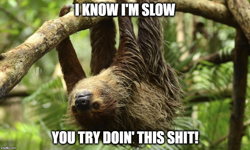 Pissed Sloth | I KNOW I'M SLOW; YOU TRY DOIN' THIS SHIT! | image tagged in sloth,climbing animal | made w/ Imgflip meme maker