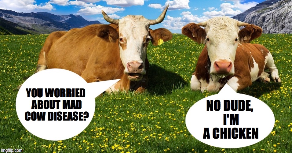 Mad Cow Disease. | YOU WORRIED ABOUT MAD COW DISEASE? NO DUDE, I'M A CHICKEN | image tagged in mad,cow | made w/ Imgflip meme maker