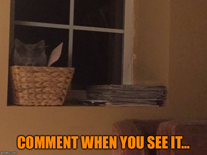 *She thinks she is a Ninja.  Just pretend you don't see her* | COMMENT WHEN YOU SEE IT... | image tagged in kitty | made w/ Imgflip meme maker