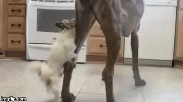 Любовь | image tagged in gifs,dogs | made w/ Imgflip video-to-gif maker
