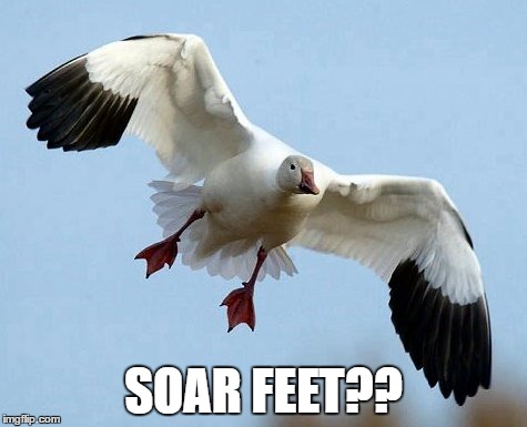Feellikeagoose | SOAR FEET?? | image tagged in feet | made w/ Imgflip meme maker