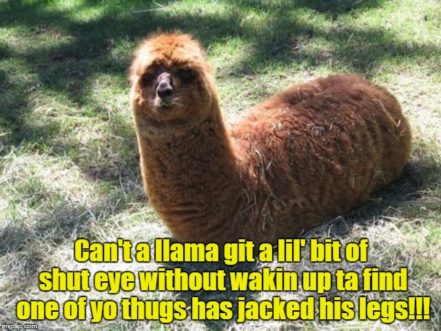 Living On The Wrong Side Of The Tracks | Can't a llama git a lil' bit of shut eye without wakin up ta find one of yo thugs has jacked his legs!!! | image tagged in llama,memes | made w/ Imgflip meme maker