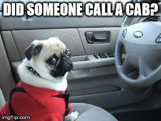 can't reach the wheel | DID SOMEONE CALL A CAB? | image tagged in memes,pug life | made w/ Imgflip meme maker