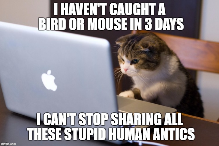 I HAVEN'T CAUGHT A BIRD OR MOUSE IN 3 DAYS I CAN'T STOP SHARING ALL THESE STUPID HUMAN ANTICS | made w/ Imgflip meme maker