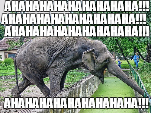 Highly amused elephant | AHAHAHAHAHAHAHAHAHA!!! AHAHAHAHAHAHAHAHAHA!!! AHAHAHAHAHAHAHAHAHA!!! AHAHAHAHAHAHAHAHAHA!!! | image tagged in laughing,elephant,reaction | made w/ Imgflip meme maker