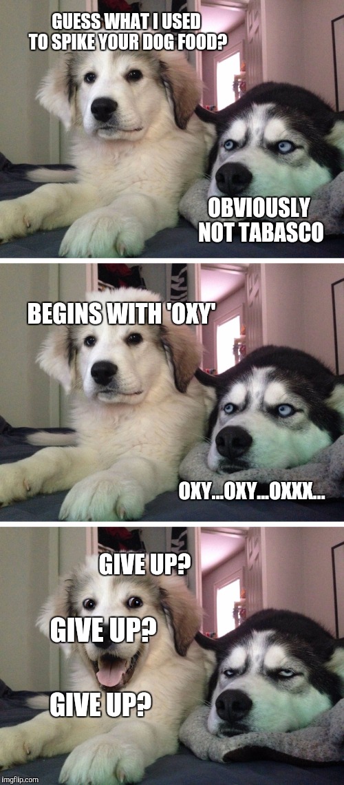 Bad Pun Dogs | GUESS WHAT I USED TO SPIKE YOUR DOG FOOD? OBVIOUSLY NOT TABASCO; BEGINS WITH 'OXY'; OXY...OXY...OXXX... GIVE UP? GIVE UP? GIVE UP? | image tagged in bad pun dogs | made w/ Imgflip meme maker