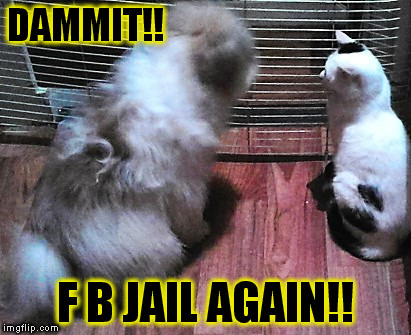 pets | DAMMIT!! F B JAIL AGAIN!! | image tagged in funny | made w/ Imgflip meme maker