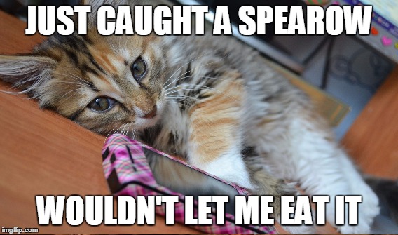 JUST CAUGHT A SPEAROW WOULDN'T LET ME EAT IT | made w/ Imgflip meme maker