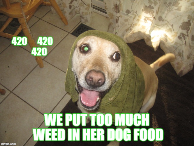 420      420        420; WE PUT TOO MUCH WEED IN HER DOG FOOD | image tagged in funny memes,dank memes,dog memes | made w/ Imgflip meme maker