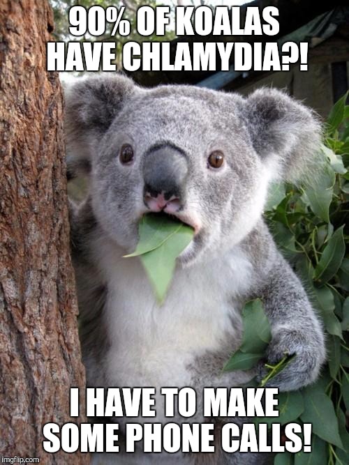 Surprised Koala Meme | 90% OF KOALAS HAVE CHLAMYDIA?! I HAVE TO MAKE SOME PHONE CALLS! | image tagged in memes,surprised koala | made w/ Imgflip meme maker