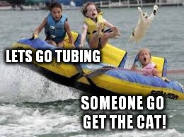 I mean really? Who says that? | LETS GO TUBING; SOMEONE GO GET THE CAT! | image tagged in cats | made w/ Imgflip meme maker