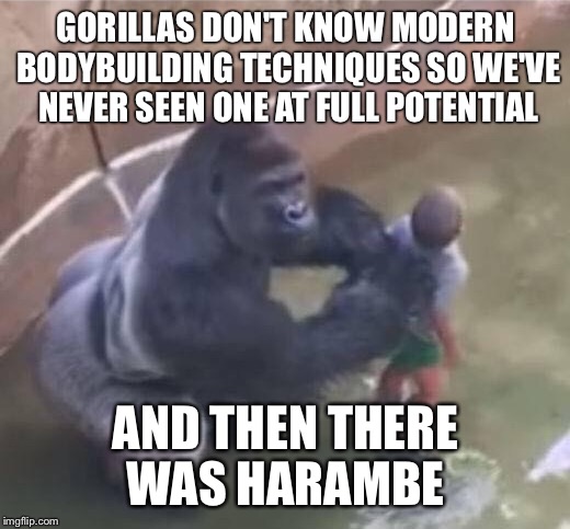 Jacked gorillas  | GORILLAS DON'T KNOW MODERN BODYBUILDING TECHNIQUES SO WE'VE NEVER SEEN ONE AT FULL POTENTIAL; AND THEN THERE WAS HARAMBE | image tagged in memes,harambe,dicks,memes about memes,funny | made w/ Imgflip meme maker