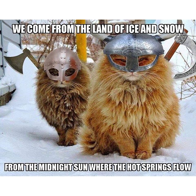 Snow Cats Blank Meme Template