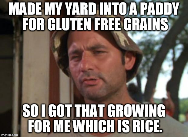 Double the flavor, double the pun. | MADE MY YARD INTO A PADDY FOR GLUTEN FREE GRAINS; SO I GOT THAT GROWING FOR ME WHICH IS RICE. | image tagged in memes,so i got that goin for me which is nice,rice,rhymes,who cares | made w/ Imgflip meme maker