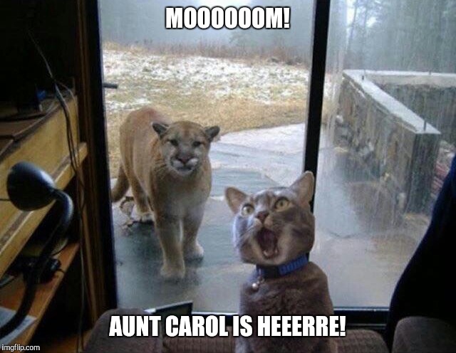 She's hungry too | MOOOOOOM! AUNT CAROL IS HEEERRE! | image tagged in mountain lion,cat,funny | made w/ Imgflip meme maker