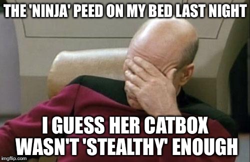 Captain Picard Facepalm Meme | THE 'NINJA' PEED ON MY BED LAST NIGHT I GUESS HER CATBOX WASN'T 'STEALTHY' ENOUGH | image tagged in memes,captain picard facepalm | made w/ Imgflip meme maker