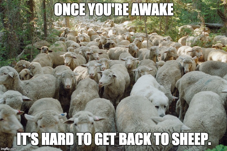 True statement | ONCE YOU'RE AWAKE; IT'S HARD TO GET BACK TO SHEEP. | image tagged in sheep | made w/ Imgflip meme maker